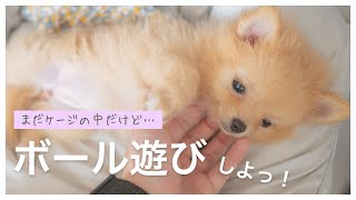 【テンション アゲアゲ！】ポメチワの子犬とケージの中でボール遊び！ちゃんとボールを取ってこれるのか！？