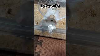 足技が凄いハムスター（ピク）#ハムスター #ジャンガリアンハムスター#可愛い#癒し#足技 #hamsters #cute #手乗り