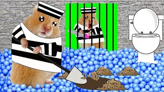 Hamster Escapes Prison Guinea Pig #hamsterstories​ #mazediytraps