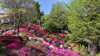 4K 東京｜根津神社のつつじ苑と谷根千さんぽ