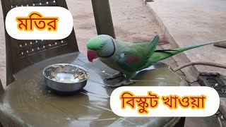 যখন তার খুব খিদা পাই 🥺🥰#parrot #birds #vairalshort #parrotlover