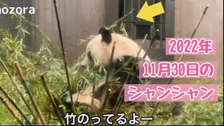 竹を吟味するシャンシャン🐼リーリーいいお尻の日🐼スヤスヤシャオレイ親子