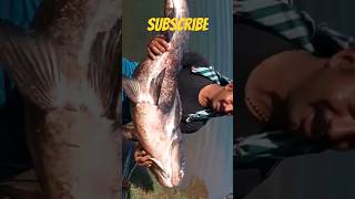 വലയിൽ കുടുങ്ങിയ ഭീമൻ കട്ട്ളാ 60kg😨😱😱#shorts #viral #trending #fishing