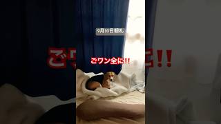 9月10日の朝礼に参加するビーグル犬#犬#dog