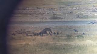 Yellowstone Junction Butte wolf pack feeding on buffalo carcass