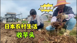 跟日本婆婆地裡收芋頭，每年都不愁吃，種植儲存都大有學問！