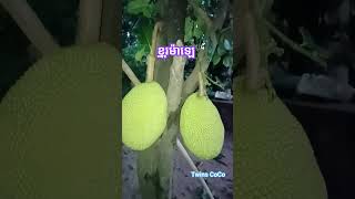 ខ្នុរម៉ាឡេ Jackfruits #cambodia #shortvideo #life #shortsvideo #fruit #hometown