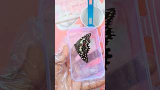 🦋 Butterfly 😱 in Resin Craft#diy #making #craft