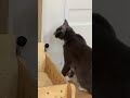 밤마다 노크하는 고양이 knocking cat