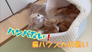 猫ハウスへの思いがハンパない猫【モカラテミルクのほっとＴＩＭＥ＃５４】