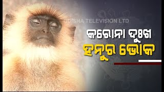 Coronavirus Lockdown- Monkeys, Birds Face Starvation In Puri