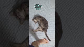 何度もへそ天で引き留めてくる猫 The cat repeatedly rolling over and trying to prevent me from leaving