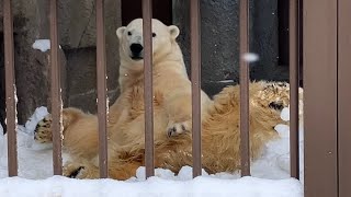 20240122:今日の円山動物園:ちょびっと