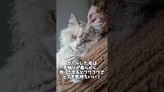 天然パーマの猫！？ラパーマの特徴3選