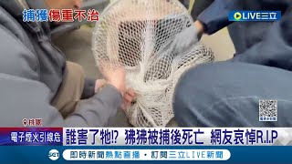 被捕後不幸死亡...狒狒16天逃亡抓捕直擊 傷重不治疑遭獵槍致命傷 農業局澄清: 僅發射麻醉槍｜記者 羅珮瑜 張昱傑｜【萌寵54來當家】20230327｜三立新聞台