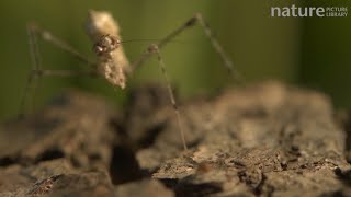 Cryptic mantis catching and eating a fruit fly