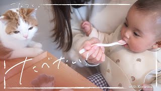 【猫と赤ちゃん】初めての離乳食