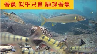 【阿玉溪 香魚】香魚似乎只會驅趕香魚 @對苦花和其他魚類沒影響