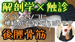 【実技】後脛骨筋の解剖学×触診　硬結ポイントはココ！でもなんでココ？？　若手セラピスト必見