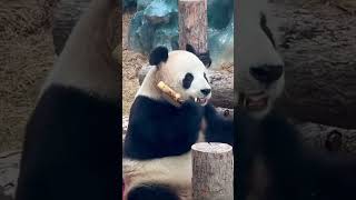 飞云挪下小屁股就萌翻逗笑在场的ee们～  #panda #pandachina#giantpanda #熊猫 #大熊猫 #大熊猫飞云 #熊猫界顶流 #国宝熊猫 #国宝大熊猫 #国宝不愧是国宝 #国宝