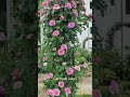 덩굴장미 nature flowers rose garden 마리의정원 덩쿨장미 아치장미꽃 gardening