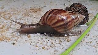 Quick bottom view of the snail (蜗牛的快速底部视频) [Pandangan bawah pantas siput]