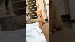 Snooze cats#cat #funny #cats #funnyvideo #animal #animalsoftiktok #catlover #pets #kitten