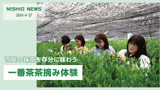 【西尾の抹茶を存分に味わう】一番茶茶摘み体験