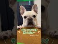 クレデリオください のwebcm part2玉木宏さん出演cmとコラボした10頭のワンちゃんたち