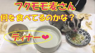 【フクロモモンガ】夜ご飯を食べる麦さんの様子です　簡単に内容も紹介♪