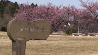 🌸茨城県美浦村　河津桜　光と風の丘公園　2017 🌸