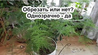 Обрезал Аспарагус и правильно сделал! Аспарагус Перистый. Уход. Полив. Удобрения. Как, чем и зачем?