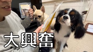 【超オススメ】カインズ購入品紹介！コスパ最高！犬グッズ5選紹介します！#フレンチブルドッグ #キャバリア #多頭飼い #いぬ