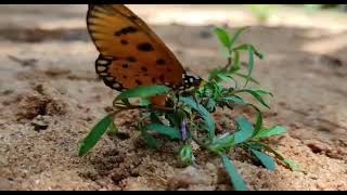 பட்டாம்பூச்சி ||  வண்ணத்துப் பூச்சி || Butterfly