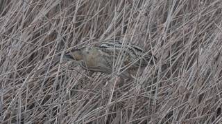 Vroege Vogels - Roerdomp balanceert op het riet