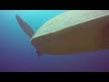 wakatobi underwater video d bowman