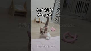 부르면 대답하며 뛰어오는 고양이