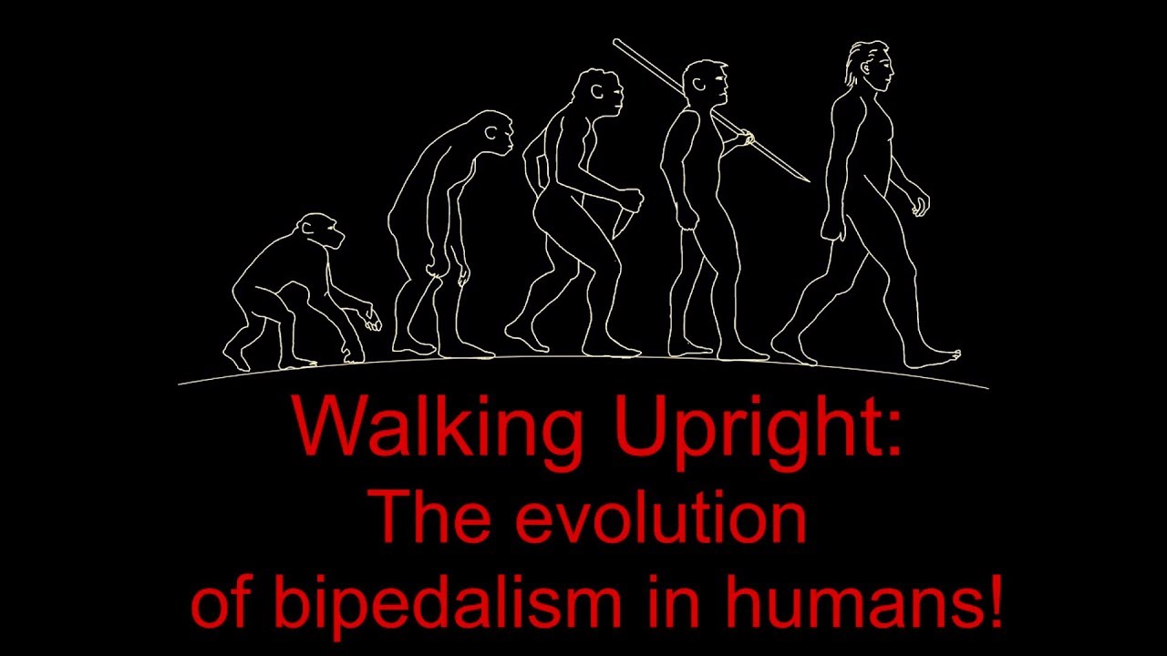 Walking Upright Evolution At Taj Schauer Blog