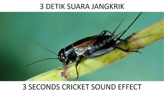 3 Detik Suara Jangkrik - 3 Seconds Cricket Sound Effect