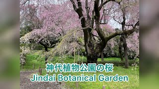 神代植物公園の桜   Cherry Blossoms in Jindai Botanical Garden (Chofu, Tokyo)