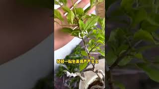 枝条折断了怎么办  伤口愈合 小技巧 #花卉 绿植盆栽