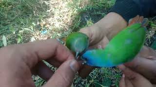 cara membedahkan burung tricolor/pipit biru jantan dan betina, akurat