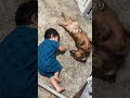 【体調不良でゴロゴロする赤ちゃん👶とそれを見守る優しい犬🐶】 shorts 赤ちゃん 犬と赤ちゃん