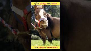 ଦୁନିଆ ର ସବୁଠୁ ଛୋଟ ଘୋଡା | World's Smallest Horse #shorts #short #facts #odksign