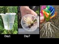 Method for propagating ROSES using Garlic, Water | How to propagation Roses | Roses From Cuttings