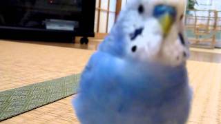 携帯カメラのシャッター音のものまね～セキセイインコのめいこちゃん～　budgie camera shutter