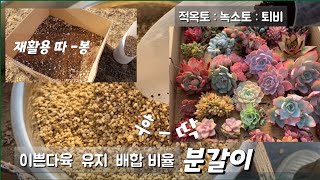 (다육식물) 이쁜거 사왔는데 집에만 오면 미워져  많이 속상하죠../ 손옹기 분갈이 배합토/ Tips for Growing Succulents#다육#손옹기화분#다육화분