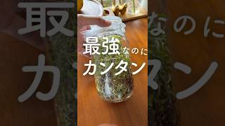 最強スーパーフード栽培！#観葉植物のある暮らし #スプラウト #ブロッコリースプラウト  #痩せ菌