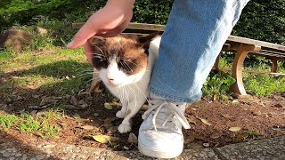 私の足にスリスリ寄ってくる野良猫がとっても可愛い