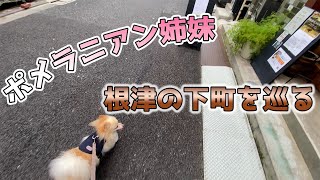 【根津千駄木下町祭り】暖かい根津の下町を巡る【びびぽん】